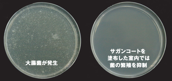 サガンコートを塗布した室内では、塗布しなかった場合に比べ菌の繁殖を抑制